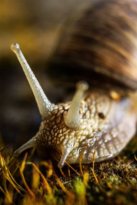 Lazy Snail