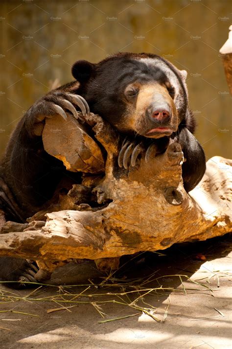 Lazybear. Bear World Magazine. December 21, 2023 ·. EXCLUSIVE GLIMPSE INTO LAZY BEAR 2023: THROUGH THE LENS OF FELIX MOO! #LazyBear2023 #FelixMooPhotography #BearBrotherhood. https://buff.ly/3QlOWOa. 11K. 