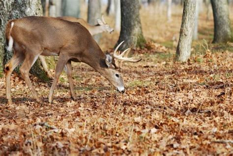 in the hunt (No hunt guests are permitted). Deer Gun - Quota Gun Hunt Quota Deer Gun - Two Hunts Season: Nov. 3-5, and Nov. 10-12, 2023 Bag Limit: three deer, no more than one antlered. Harvested deer count as bonus deer. Quota Permits: Quota hunt, 250 permits per hunt All harvested deer must be checked in with the state as harvested on Hatchie .... 