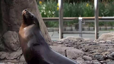 León marino escapa de su espacio en el Zoológico de Central Park debido a las inundaciones en Nueva York