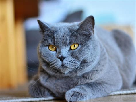 Le Chartreux