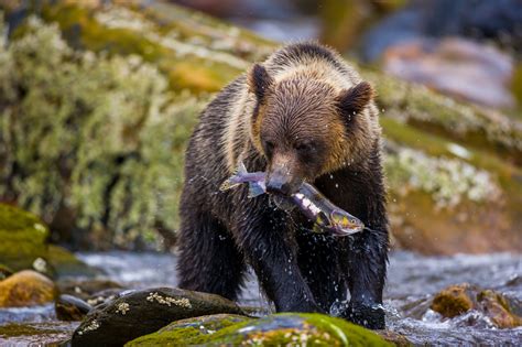 Le Grizzly