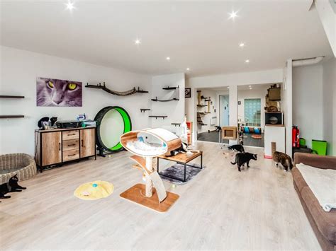 Le Loft Des Chats, pension pour chats