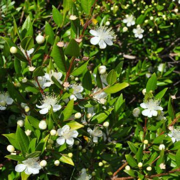 Le Myrte: un arbuste parfumé incontournable en climat doux.