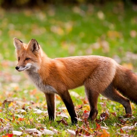 Le Renard