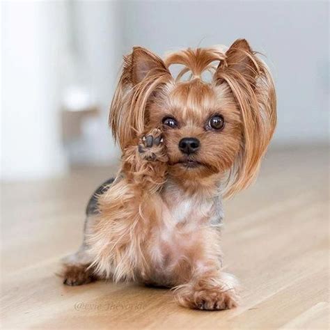 Le Yorkshire Terrier - Fun Feisty - ChienSa.com