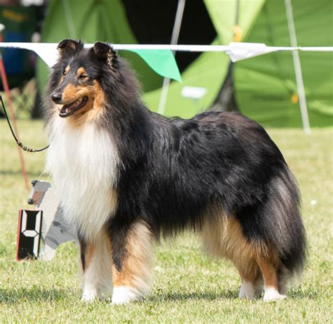 Le colley: Résultats des expositions - Collies Show results