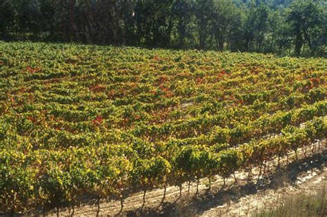 Le dépérissement de la Syrah - IFV Occitanie