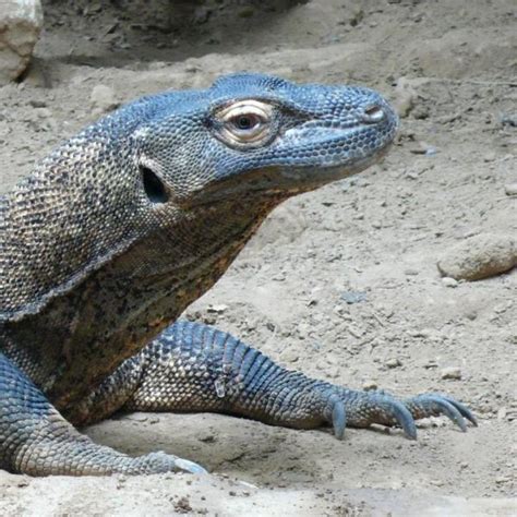 Le dragon de Komodo comme animal de compagnie