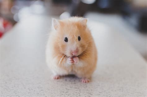 Le hamster
