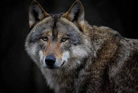 Le loup