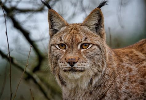 Le lynx