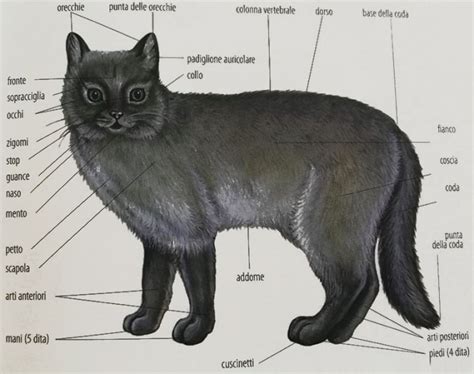 Le prime 3 sezioni del manuale di servizio del gatto artico 2010. - La guida completa al restauro del runabout in legno.