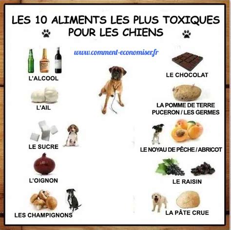 Le thym est-il toxique pour les chiens ? - Mi Dog Guide