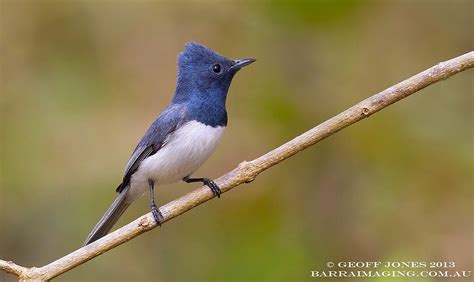 Leaden Flycatcher Animal Database Fandom