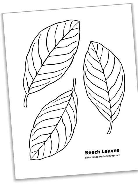 Leaf Coloring Shee