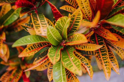 Leaf Drop On Croton: Reasons For Croton Plant …