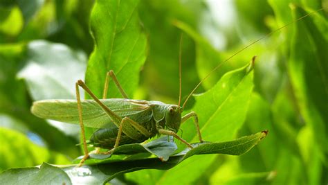 Leaf Green Cricket