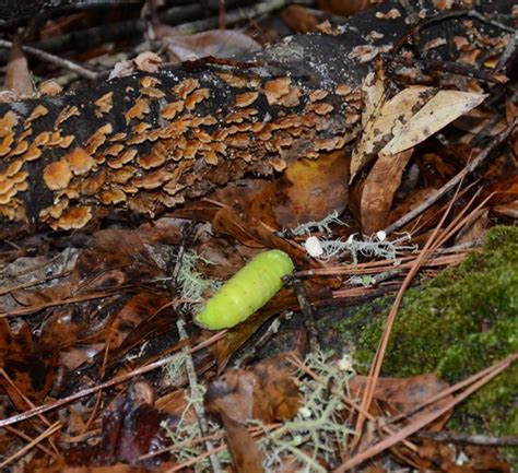 Leaf Litter: Do the Benefits Outweigh the Work?