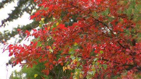 Leaf Peeping: Pine Hollow Arboretum
