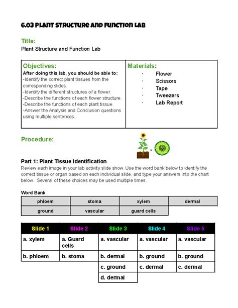 Leaf Structure And Function Lab Answers