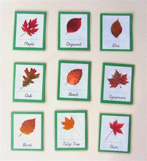 Leaf cards. 