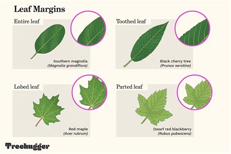 Leaf margin function.  Understanding leaf margins provides insight into p...