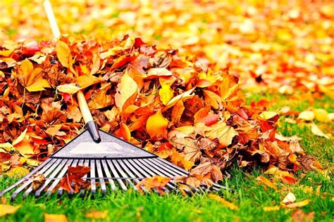 Leaf removal services. Whether you hire leaf removal done during the spring or fall or both, it’s often a good time to have the leaf removal company tackle other projects if they offer other lawn services. Other projects to bundle with leaf removal include: Junk removal: $60–$600. Mowing: $50–$200. Weeding: $70–$150. Mulching: $75 per cubic yard 