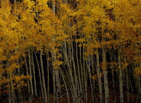 Leaf-peeping preview: Here’s what Colorado can expect for fall colors