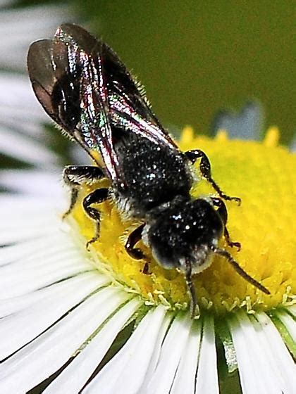 Leafcutter, Mason, and Resin Bees, and allies - BugGuide