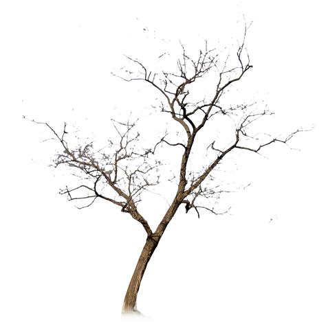 Leafless Tree Photos, Download The BEST Free Leafless Tree