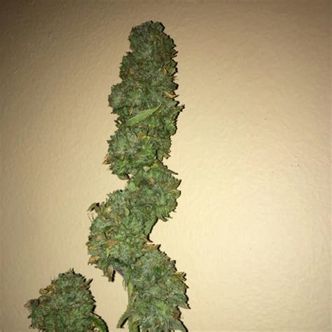 This hybrid, clone-only strain blends the upbeat sedation of SFV OG with Bruce Banner’s OG Kush body and Strawberry Diesel mind to create a hybrid wonder of physical and mental effects ...