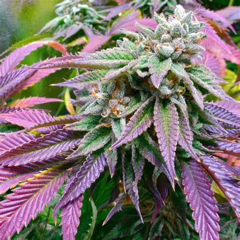 Jungle Sunset pairs the earthy sweetness of Sunset Sherbet with the creamy, diesel -laced terps of Seed Junky's Jungle Cake. The buds are tight, and a mix of dark green and violet covered in ...