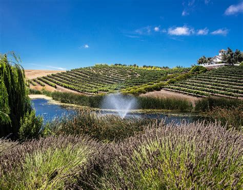 Leal vineyards. Things To Know About Leal vineyards. 