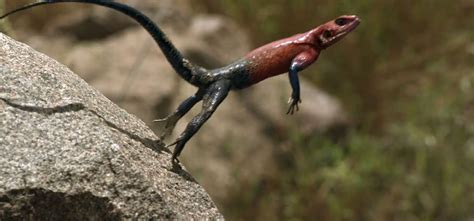 Leaping lizard. Things To Know About Leaping lizard. 