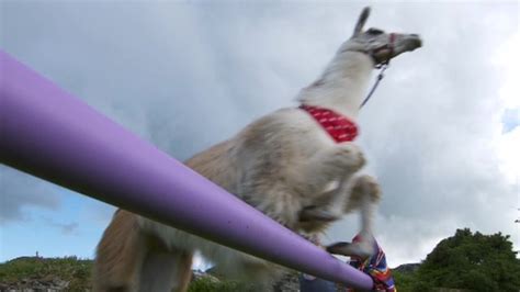 Leaping llama sets new world record for highest jump made by its kind