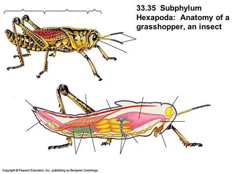 Learn About Malpighian Tubules In Grasshopper Chegg.com