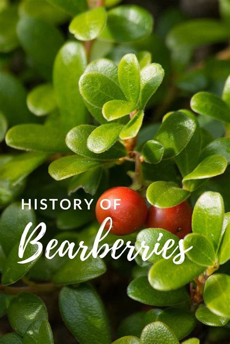 Learn About The History Of Bearberries - Gardening Know How