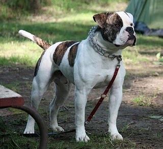 Learn About the Antebellum Bulldog Description Description General Description These muscular white dogs resemble the American Bulldogs in appearance, yet Antebellum varieties have larger and stockier heads