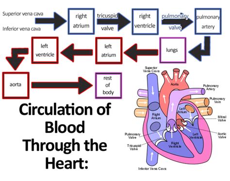 Learn About the Heart and Circulatory System for Kids HubPages