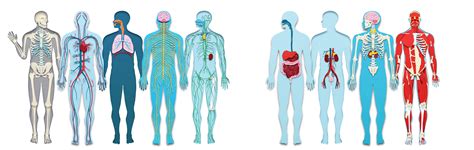 Learn About the Organ Systems in the Human Body