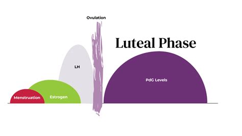 Learn All About Luteal Phase Defect – Proov