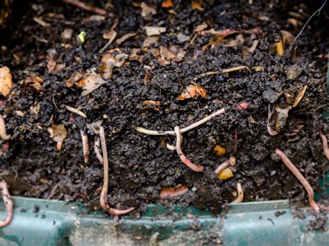 Learn How To Make Your Own Worm Bins - Gardening Know How