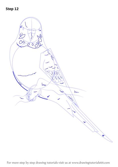Learn How to Draw a Blue Budgie (Birds) Step by Step Drawing Tutorials