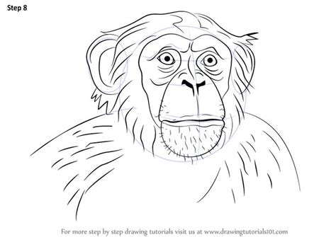Learn How to Draw a Chimpanzee (Other Animals) Step by Step Drawing Tutorials Animal