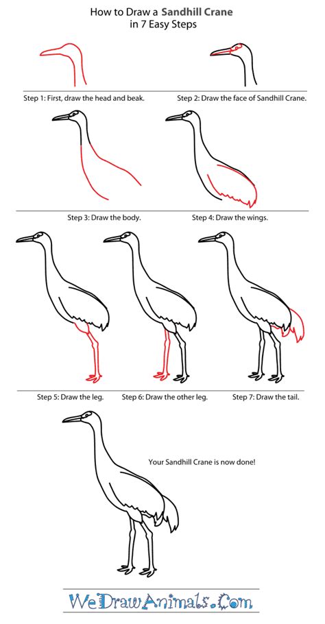 Learn How to Draw a Crane (Birds) Step by Step Drawing Tutorials