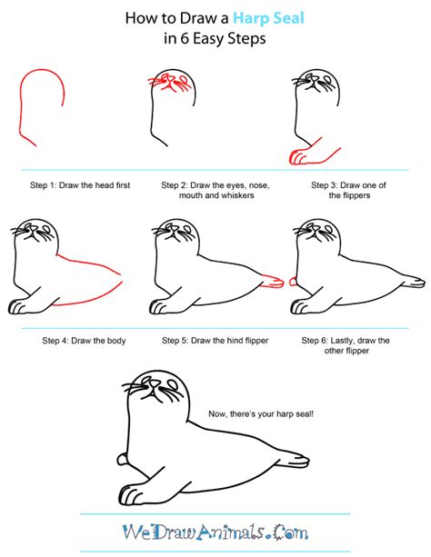 Learn How to Draw a Harp Seal (Seals) Step by Step Drawing Tutorials