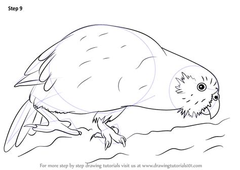 Learn How to Draw a Kakapo (Parrots) Step by Step Drawing Tutorials