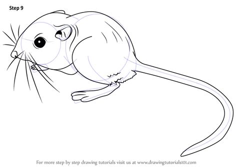 Learn How to Draw a Kangaroo Rat (Rodents) Step by Step Drawing Tutorials