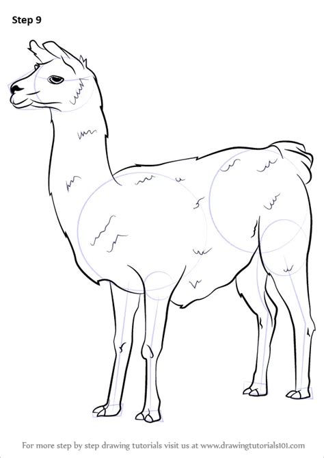 Learn How to Draw a Llama (Other Animals) Step by Step Drawing Tutorials